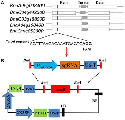 An Efficient CRISPR/Cas9 Platform for Rapidly Generating Simultaneous Mutagenesis of Multiple Gene Homoeologs in Allotetraploid Oilseed Rape